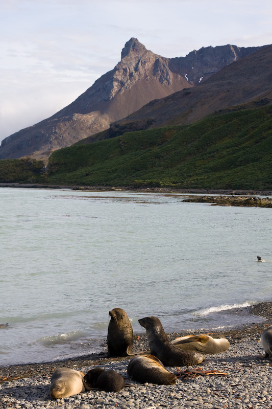 Antarctic Fur Seals On Beach